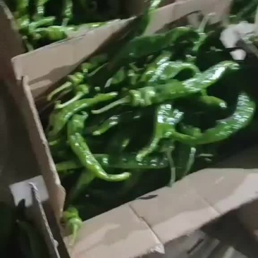 辣椒