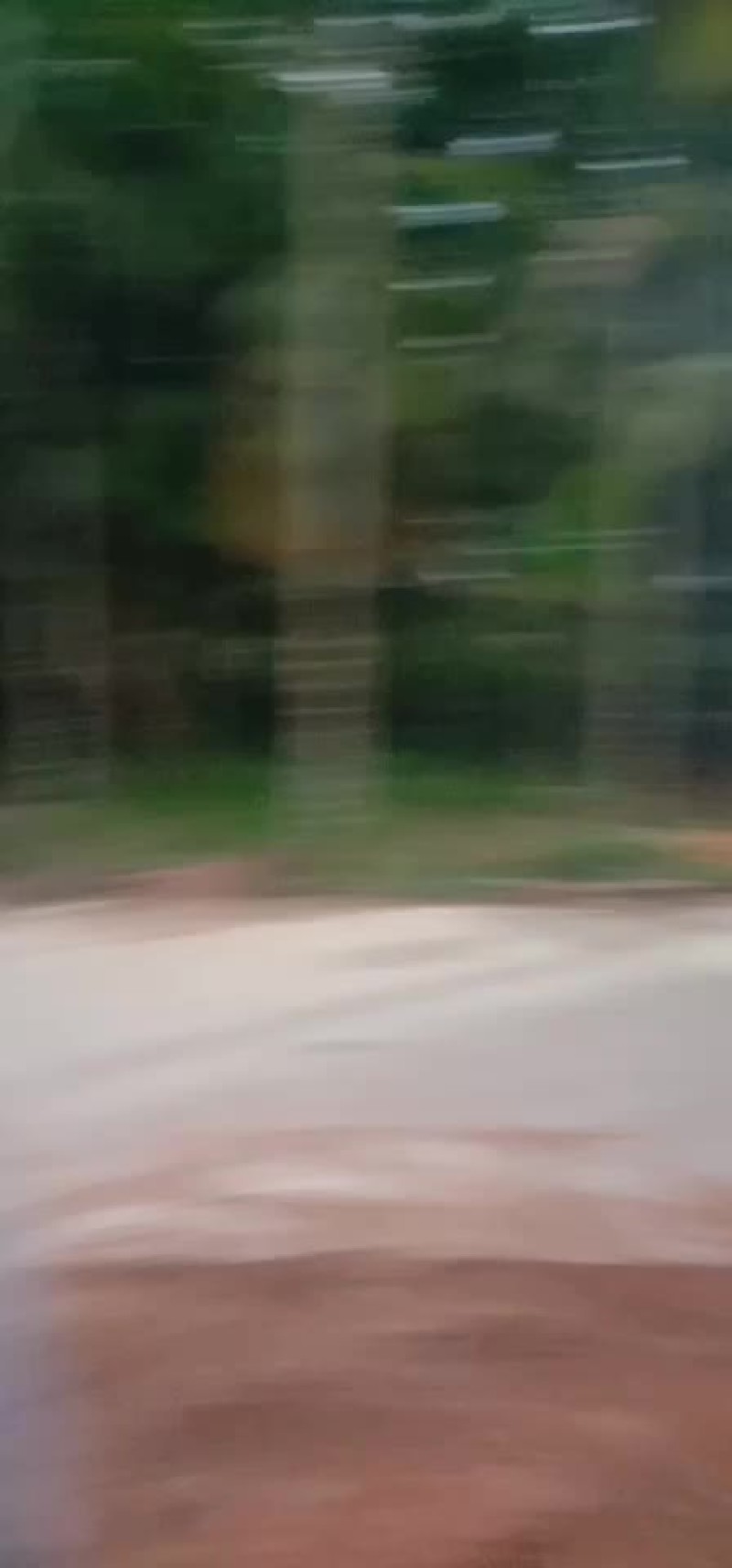 海南万宁椰青个头大