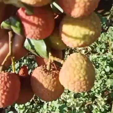 荔枝大果