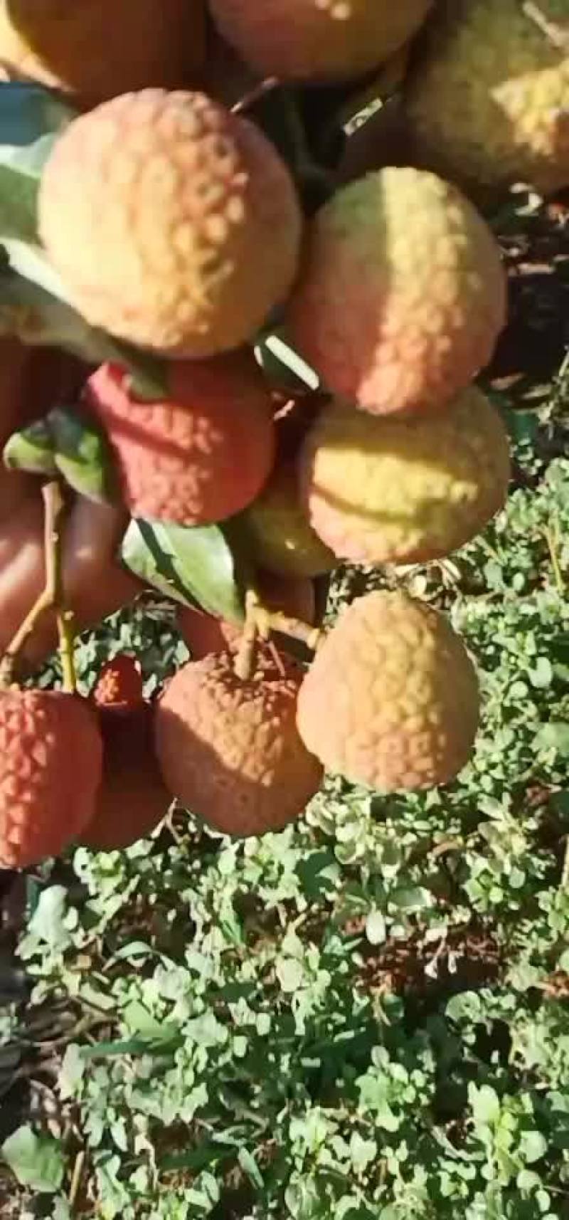 荔枝大果