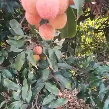 大果荔枝