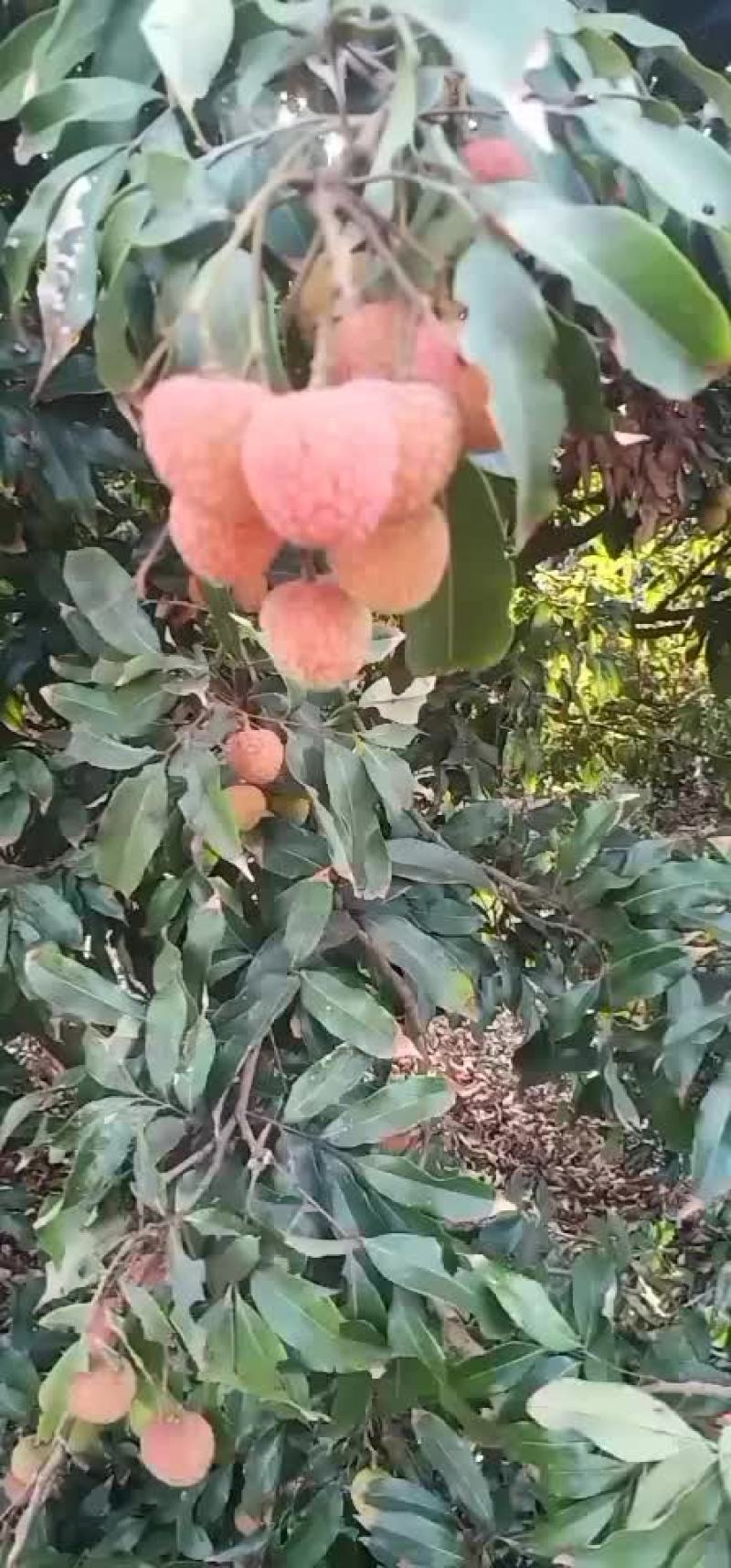 大果荔枝