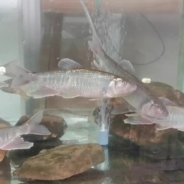 溪水桃花大马口