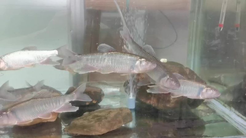 溪水桃花大马口