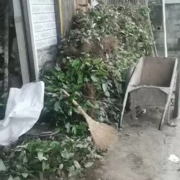 淫羊藿