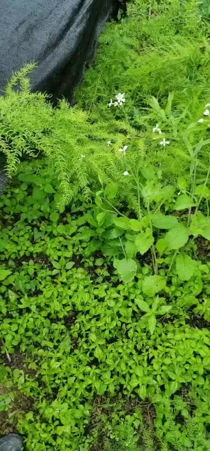 天冬苗子，自己育苗，