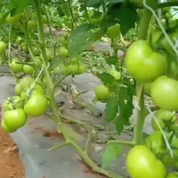 西红柿批发