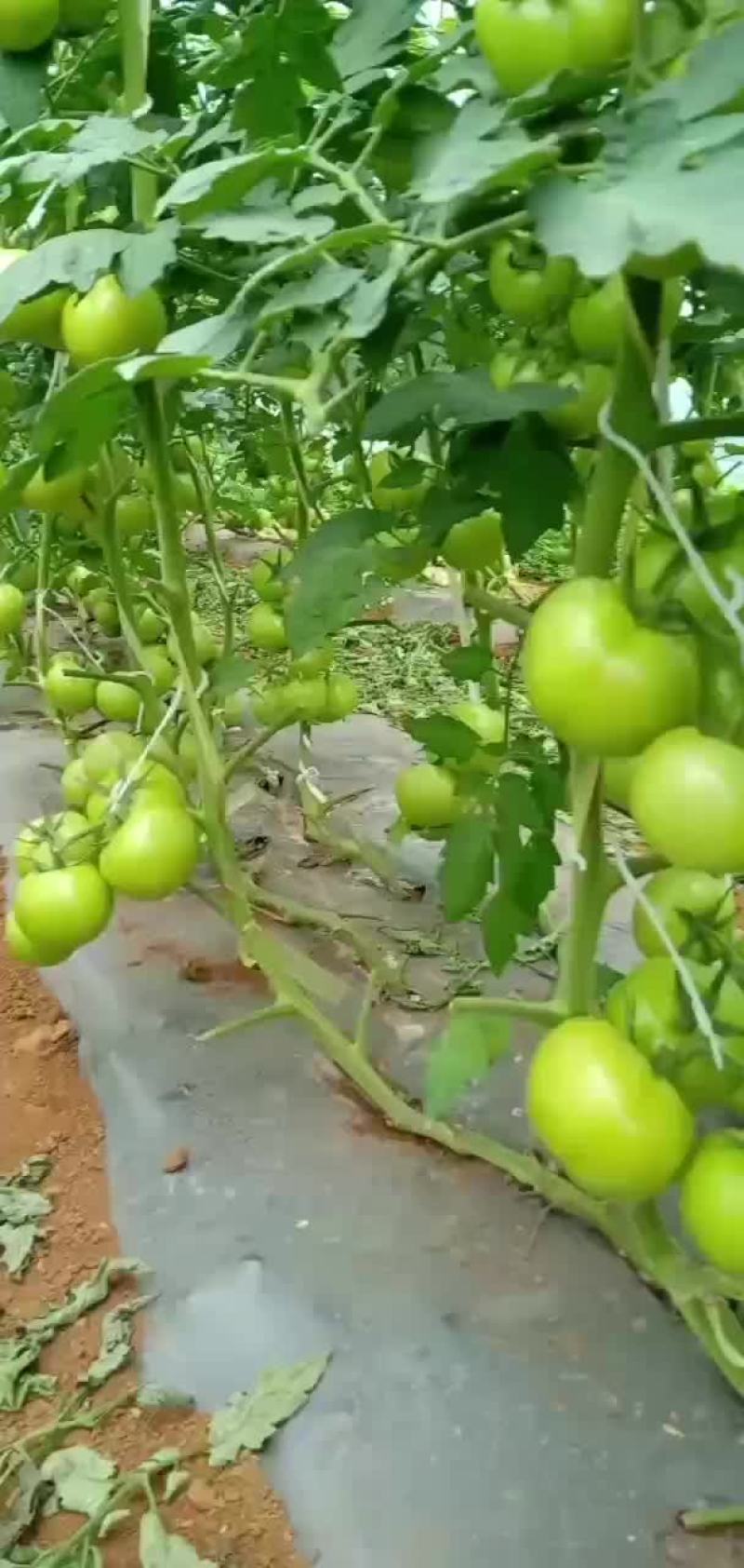 西红柿批发