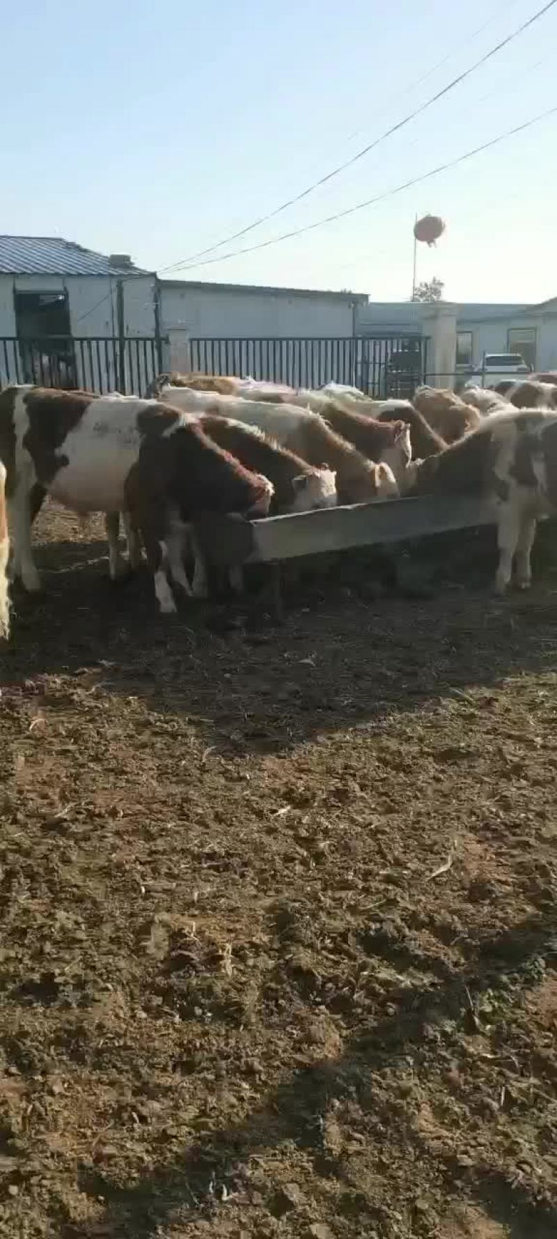 西门塔尔牛犊