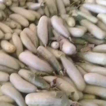 山东临沂费县甜瓜大量市