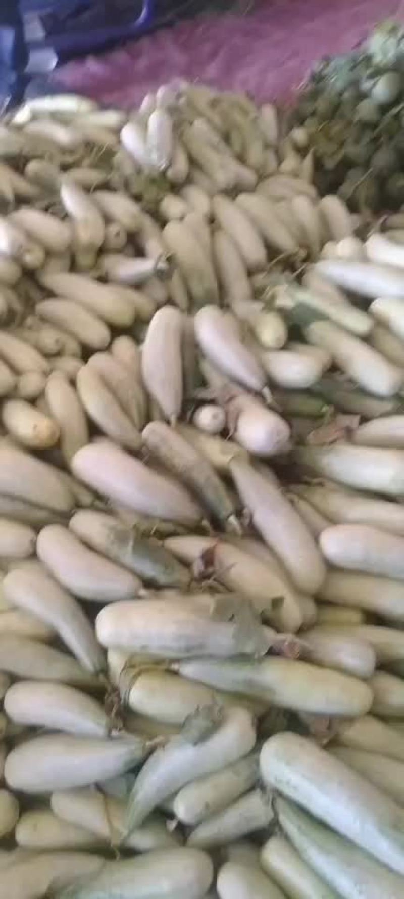 山东临沂费县甜瓜大量市