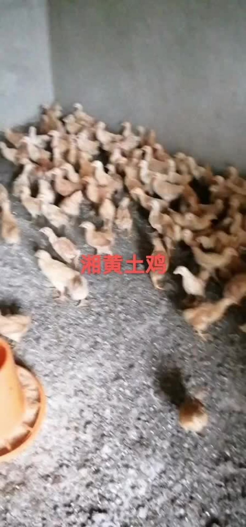 红瑶脱温鸡苗黑羽高产麻羽土鸡蛋鸡疫苗做好包运输路活
