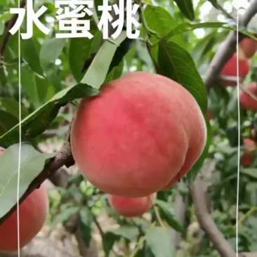 水蜜桃