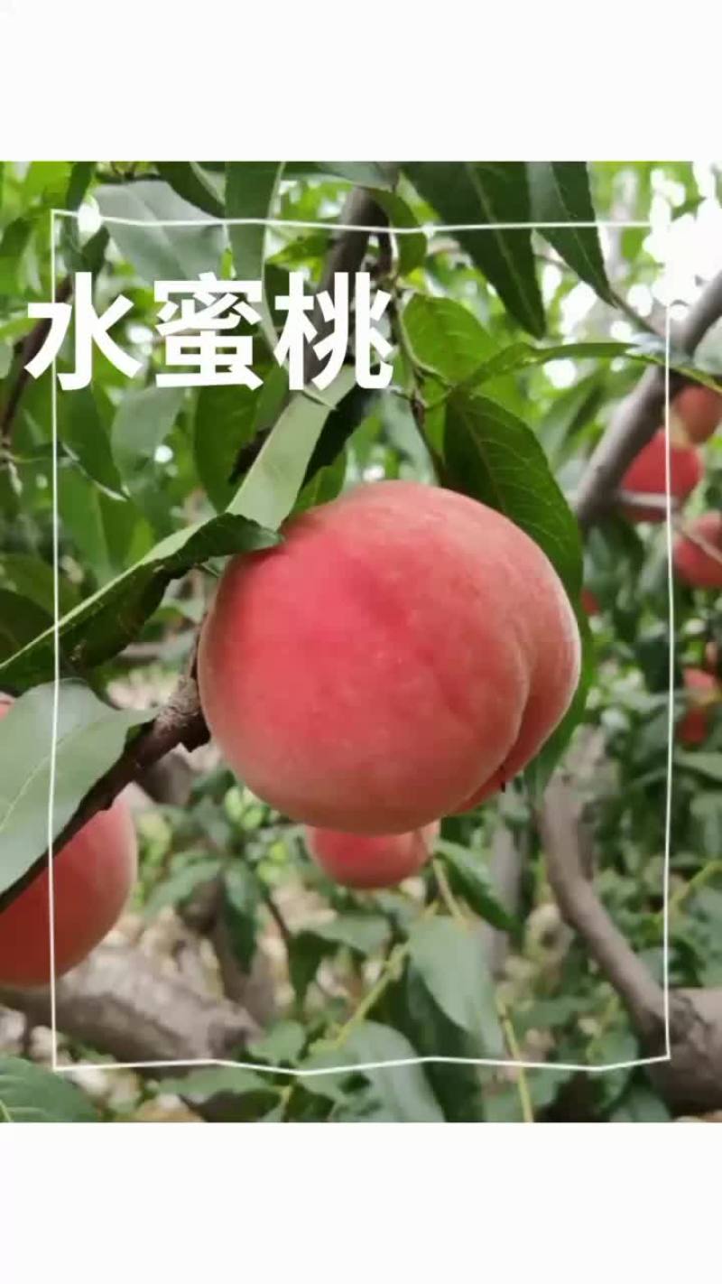 水蜜桃