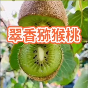 陕西西安周至翠香猕猴桃基地