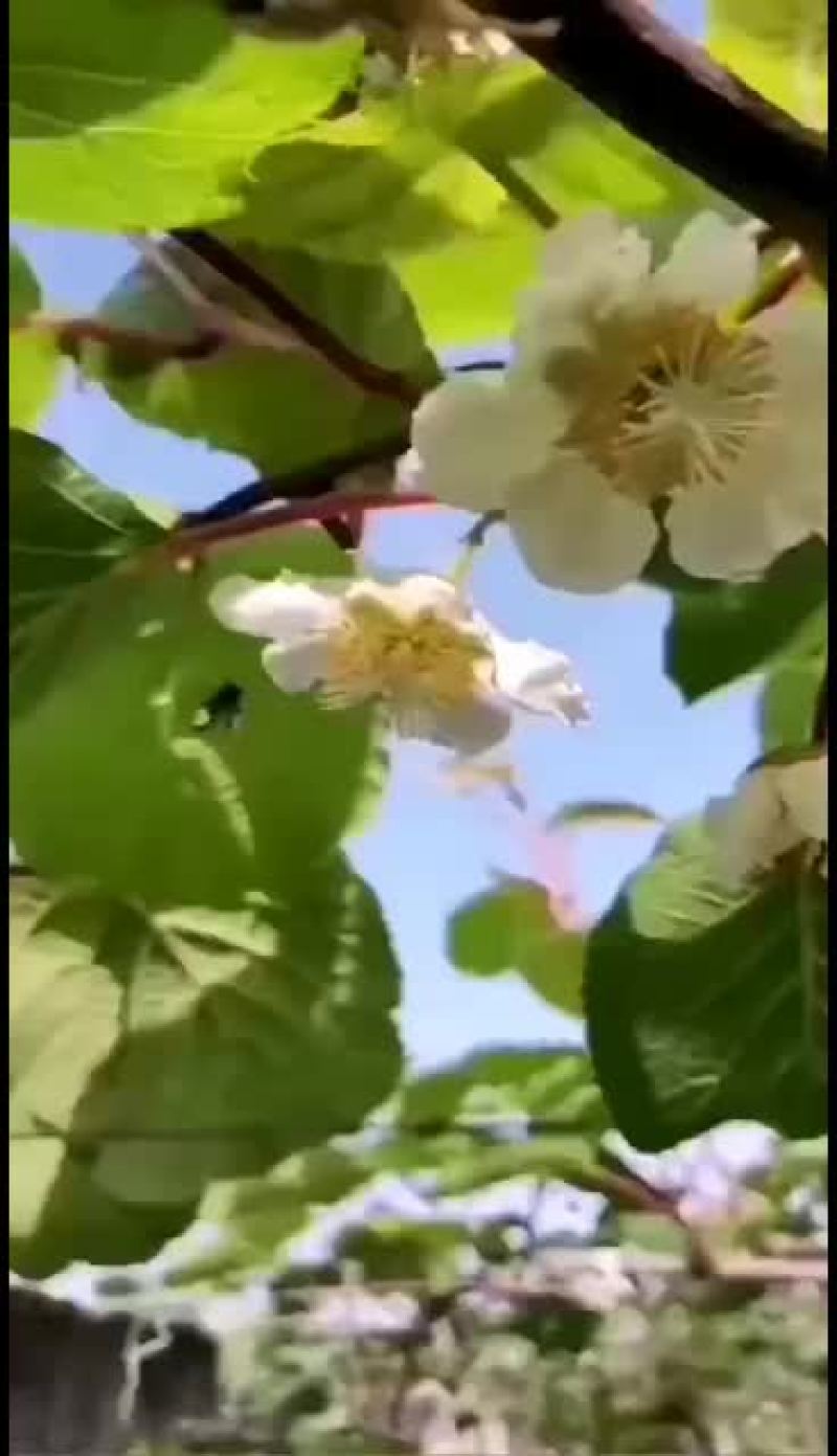 陕西西安周至翠香猕猴桃基地