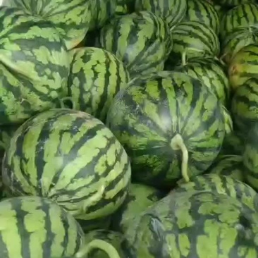 云南文山丘北县，大棚美都无子瓜，头茬
