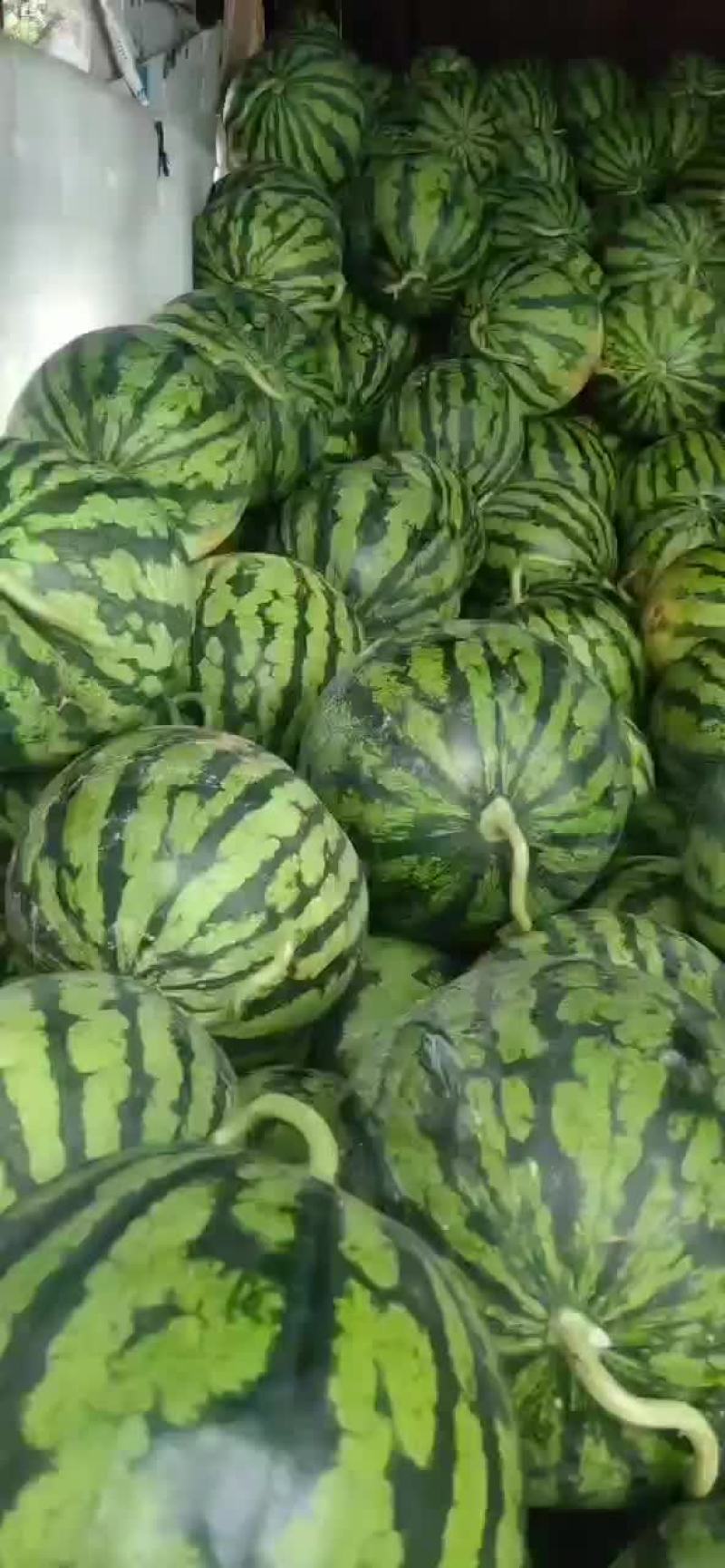 云南文山丘北县，大棚美都无子瓜，头茬