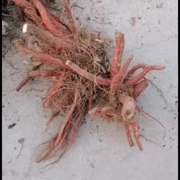 山西丹参