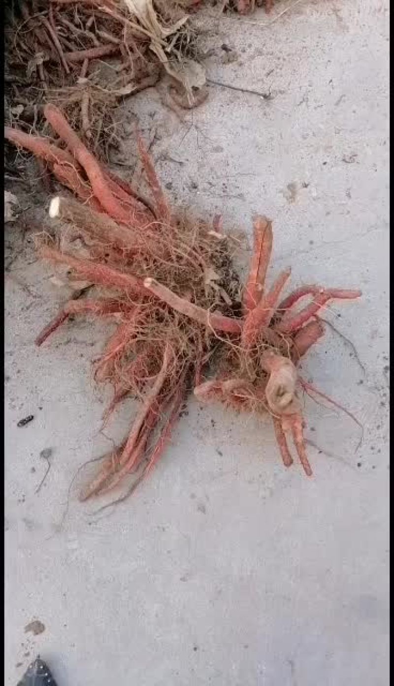 山西丹参
