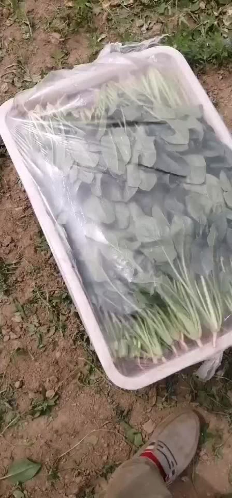 好菠菜