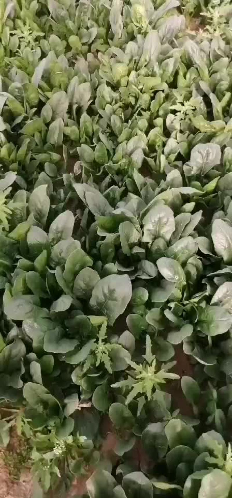 菠菜