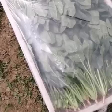 菠菜