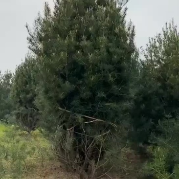 4米白皮松白皮松树苗白皮松白皮松树白皮松苗