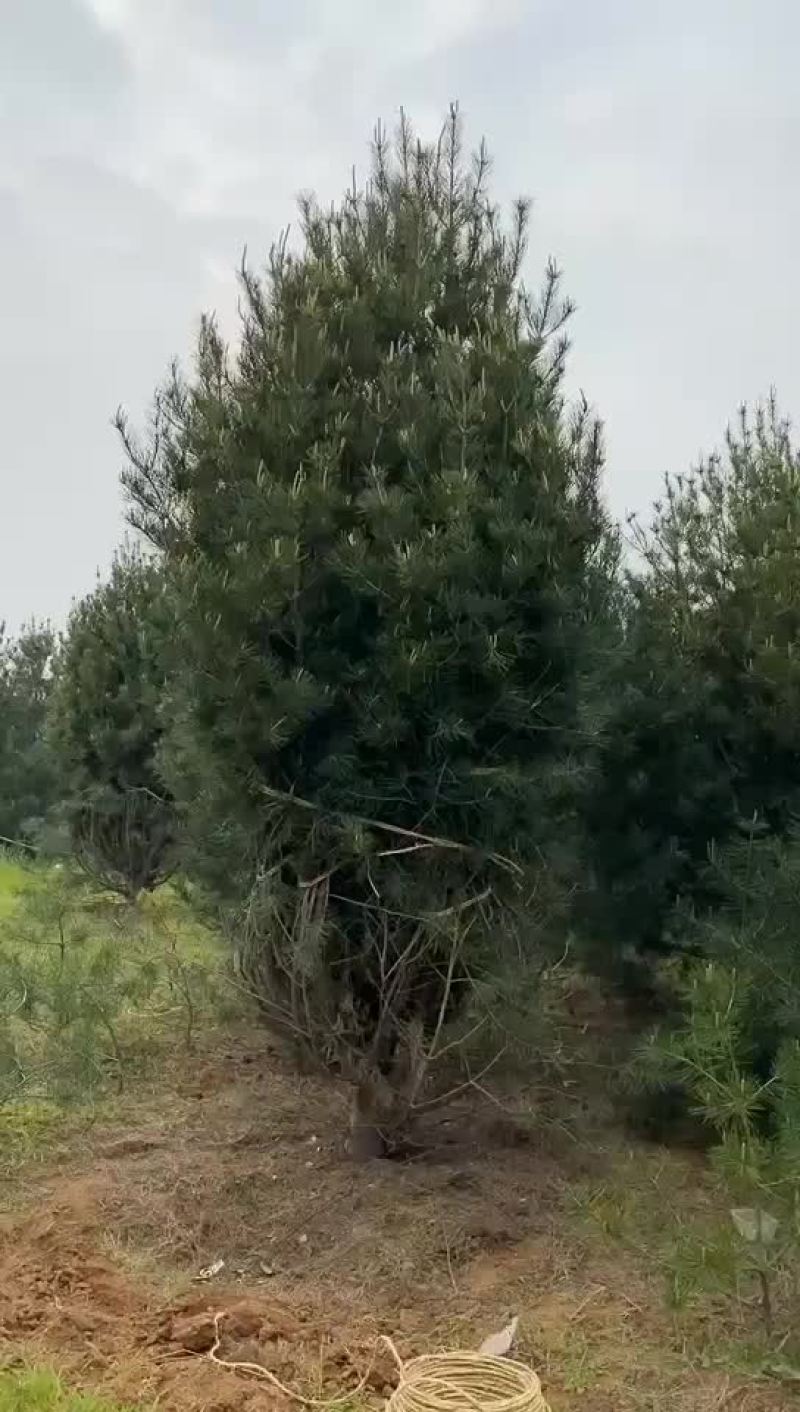 4米白皮松白皮松树苗白皮松白皮松树白皮松苗
