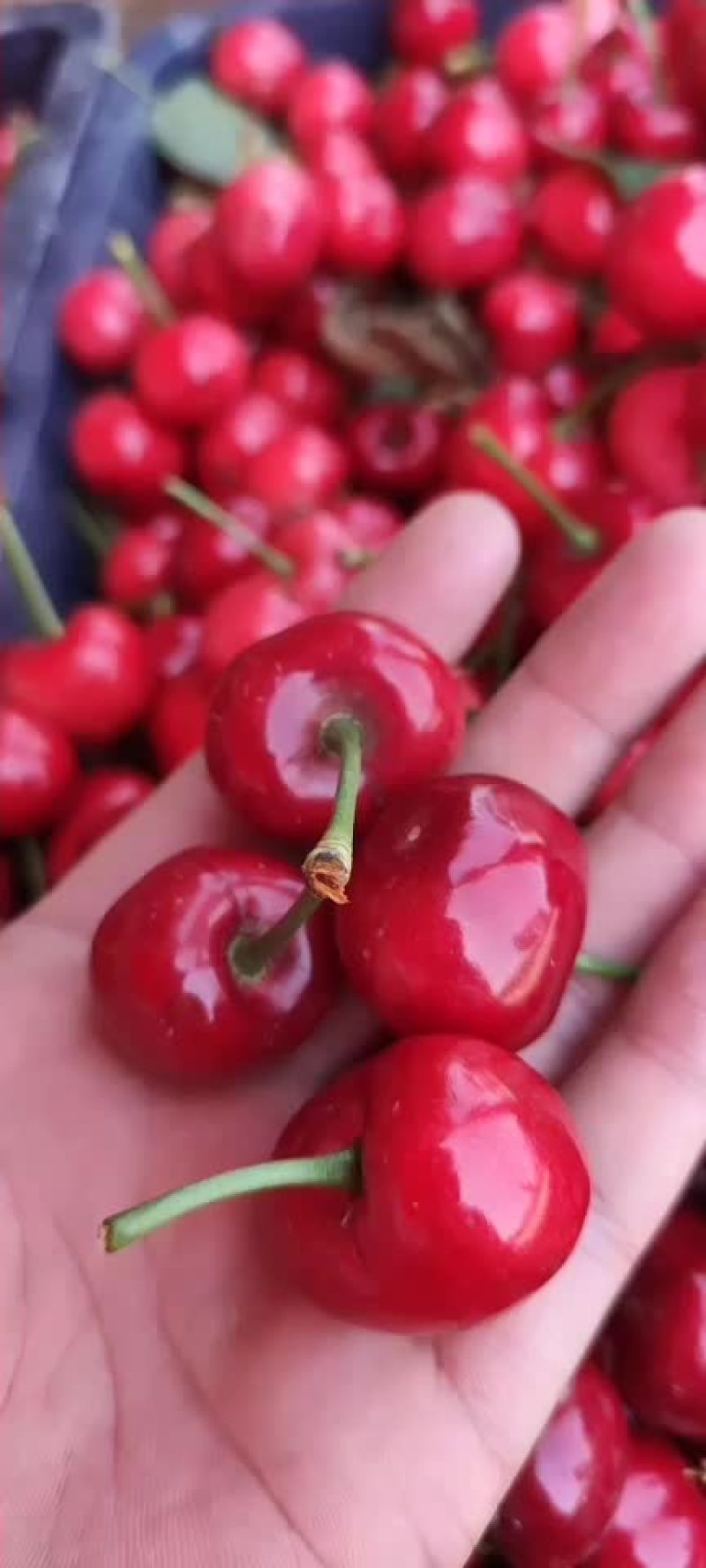 大量园子樱桃品种齐全
