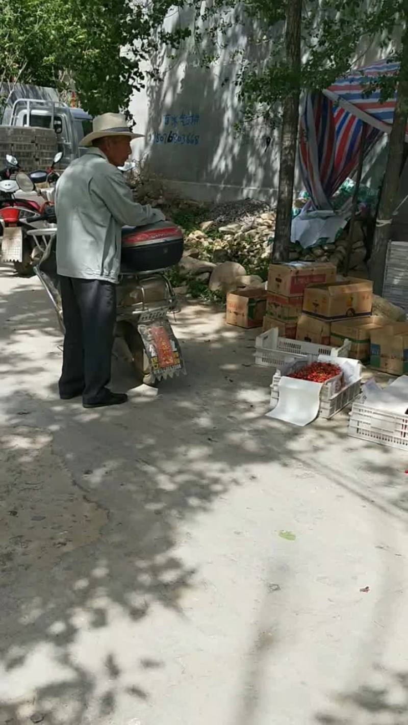 陆地大樱桃