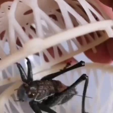 蝈蝈