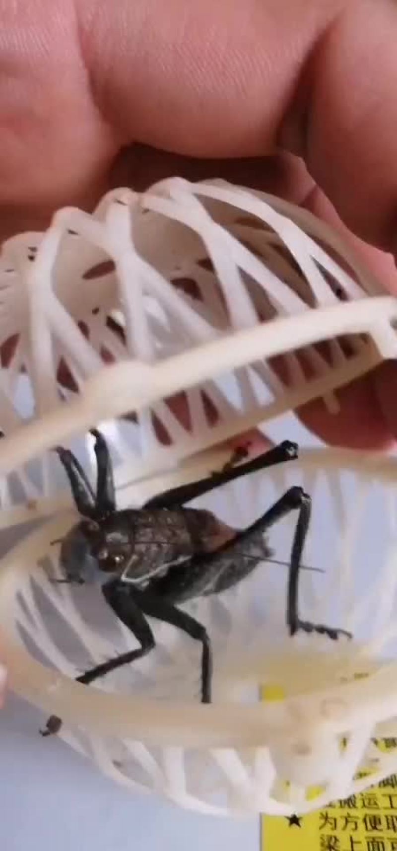 蝈蝈