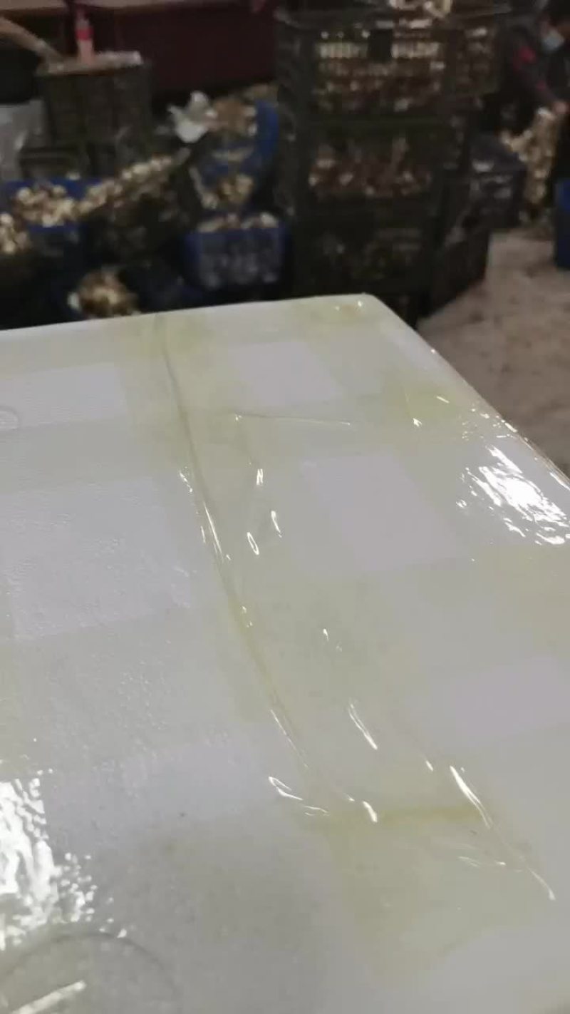 大球盖菇