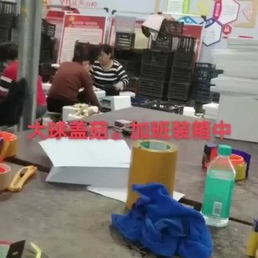 大球盖菇