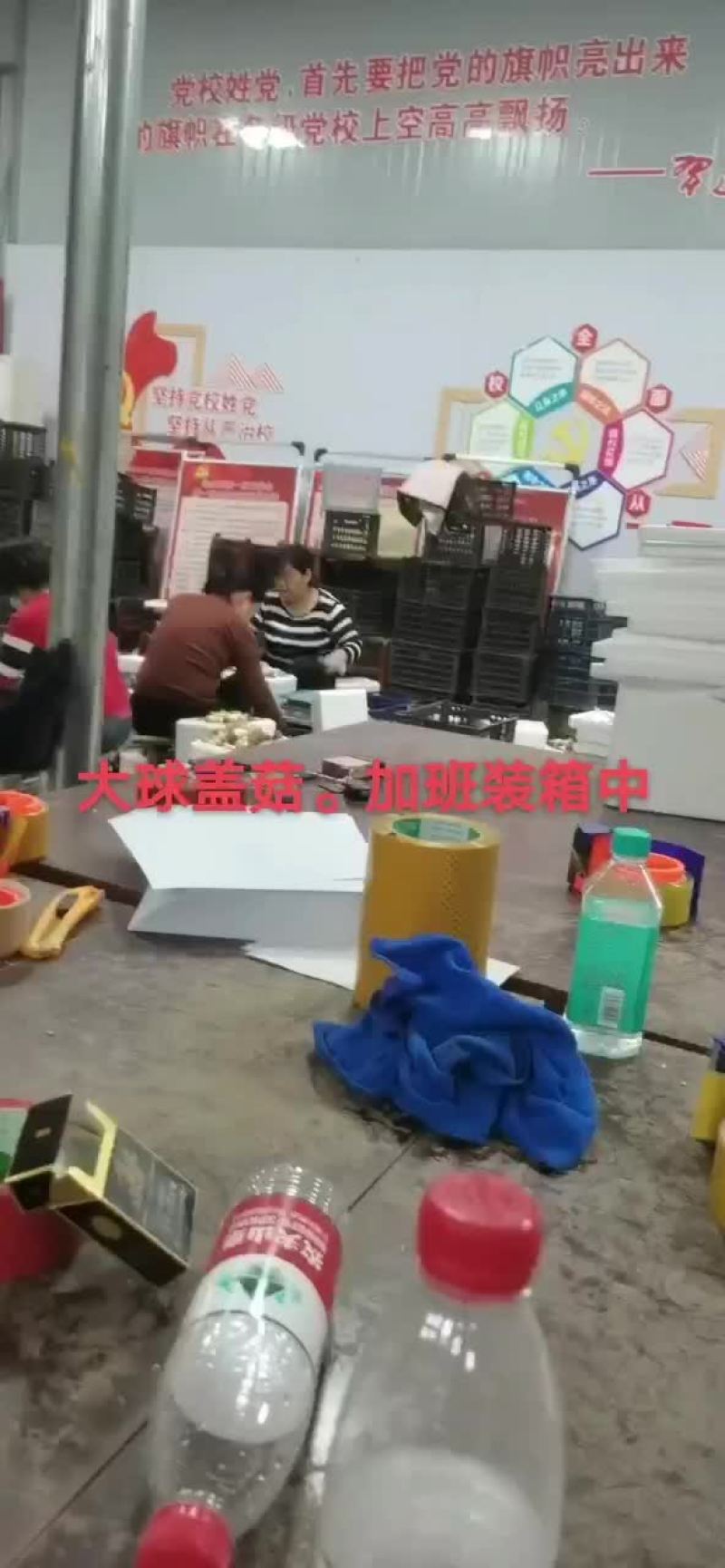 大球盖菇