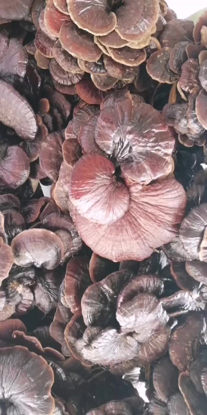 柬埔寨野生竹灵芝