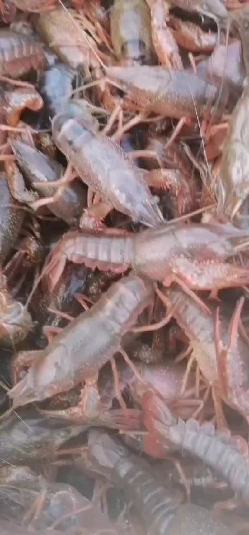 小龙虾，种虾，优质纯青小龙虾底板干净肉质饱满