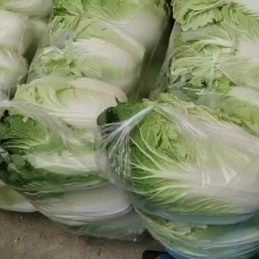 湖北荆州大白菜上市了