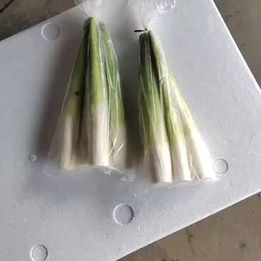 精品茭白