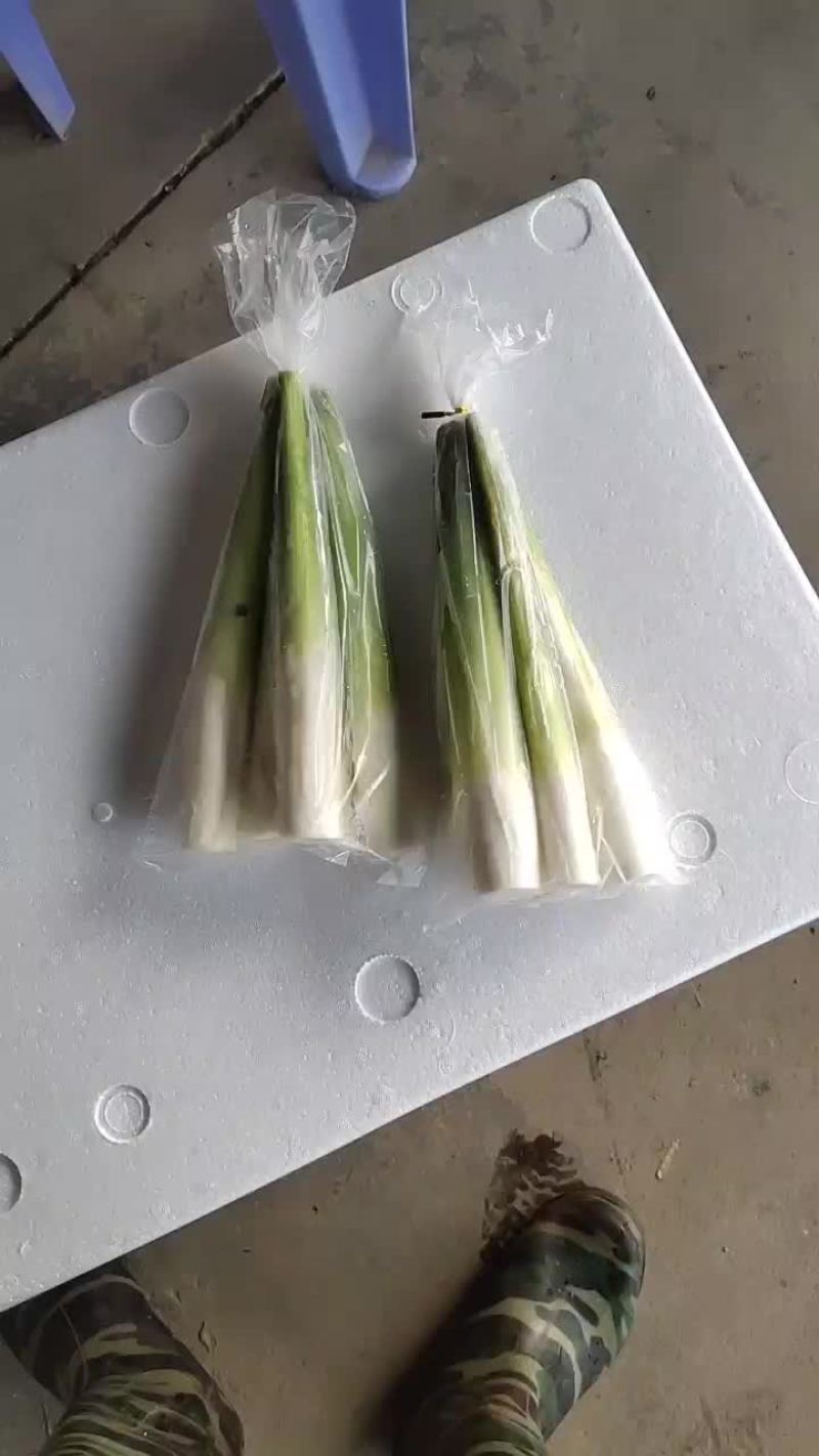 精品茭白
