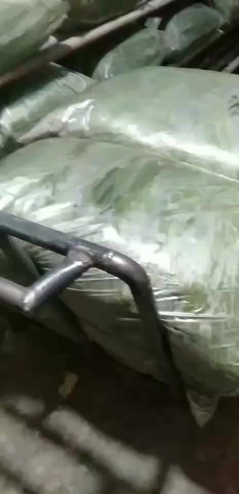 粽叶