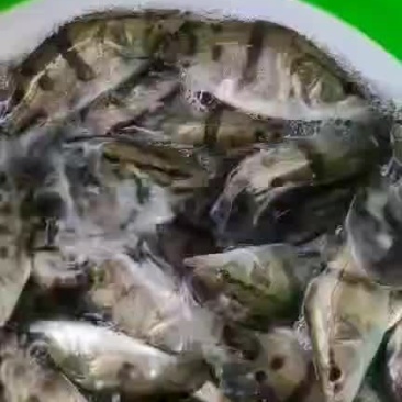 鳜鱼