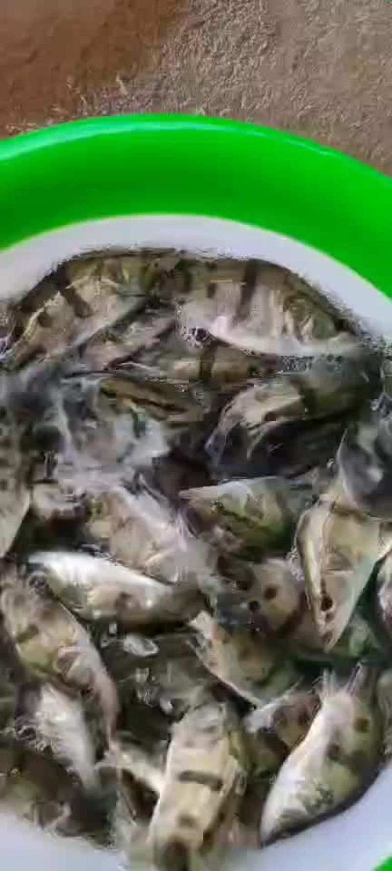 鳜鱼