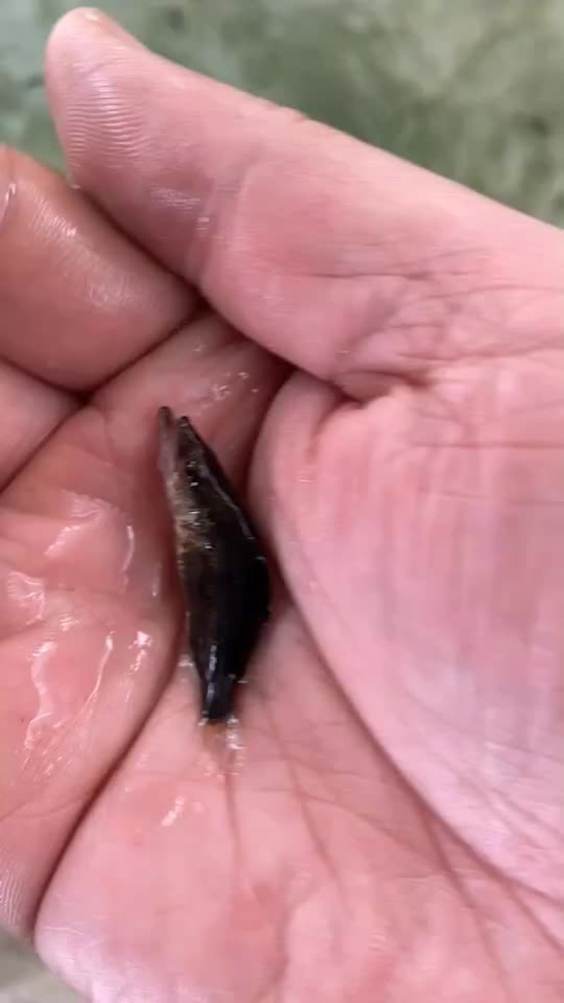 鳜鱼