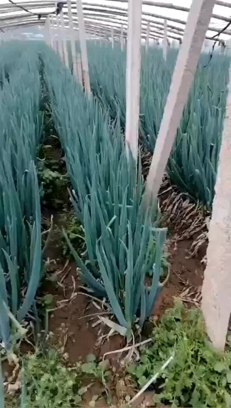 长年加工代收整车发货