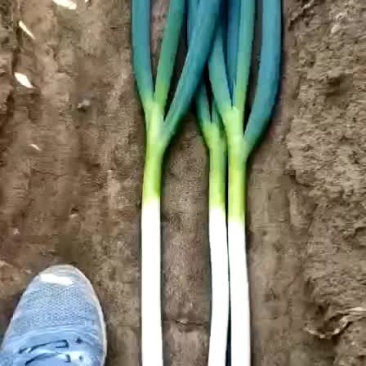 长年加工代收整车发货