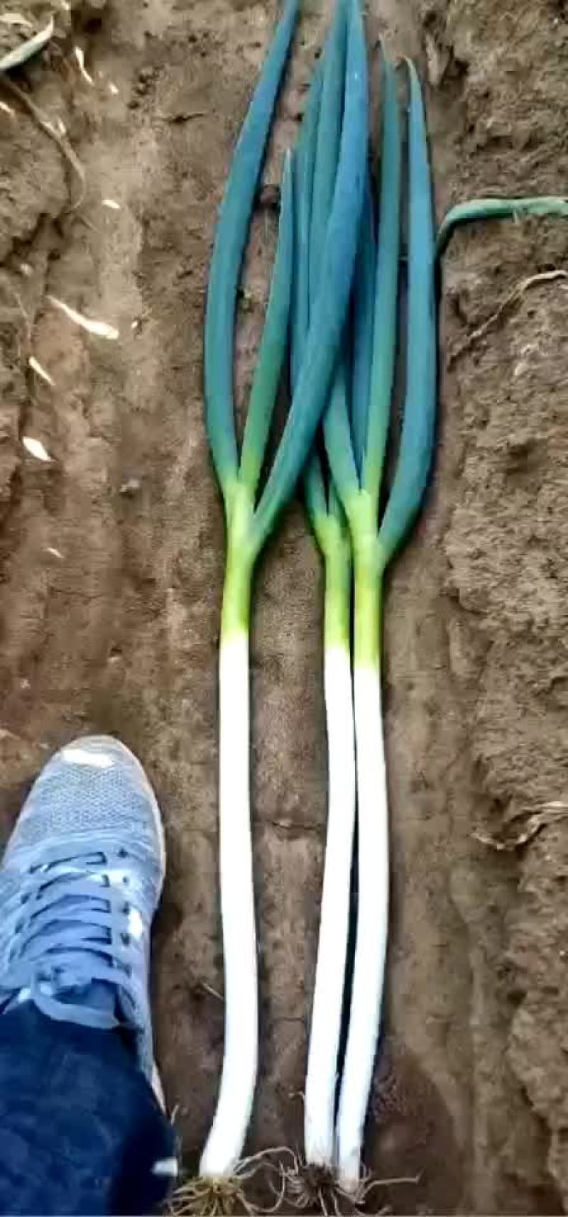 长年加工代收整车发货