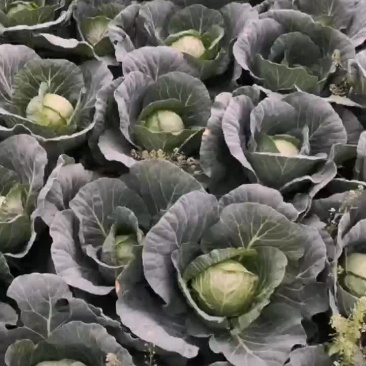 青甘蓝菜