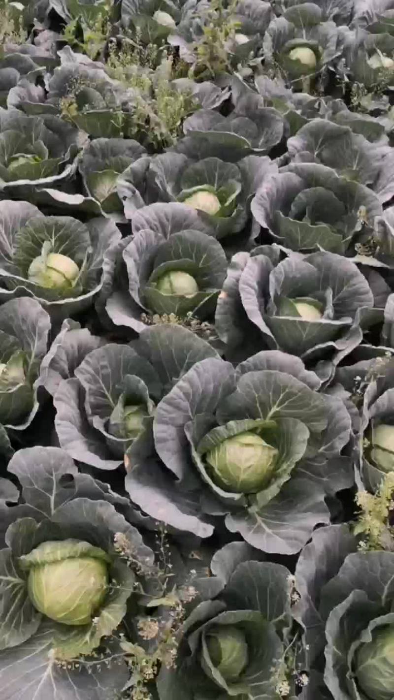 青甘蓝菜